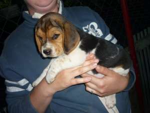 BEAGLE  TRICOLOR DE SASE SAPT  350 LEI