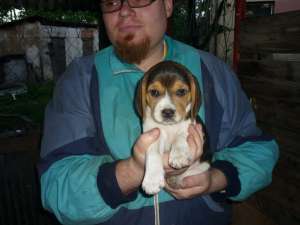 BEAGLE  TRICOLOR DE SASE SAPT  350 LEI