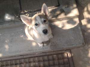 De vanzare caini husky ieftin