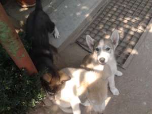 De vanzare caini husky ieftin