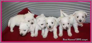 Westie super fain
