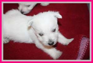 Westie super fain