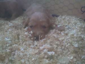 vand pui  cocoker spaniel
