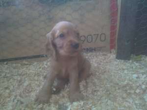 vand pui  cocoker spaniel