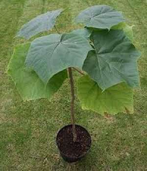 vind paulownia