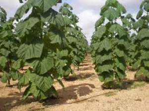 vind paulownia