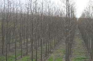 vind paulownia