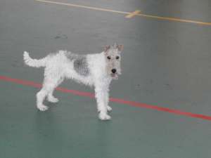 vand o femela de fox terrier sarmos