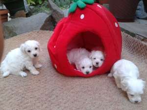 Ieftin!!Vand pui Bichon Bolognese.