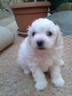 Ieftin!!Vand pui Bichon Bolognese.