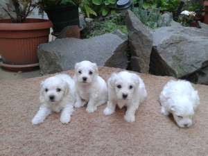 Ieftin!!Vand pui Bichon Bolognese.