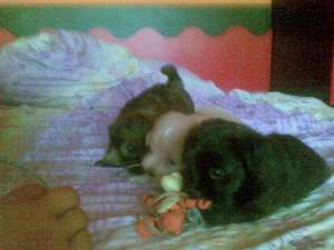 catei