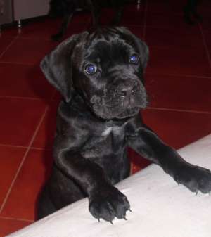 Vand cane corso