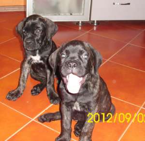 Vand cane corso