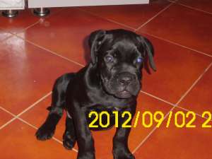 Vand cane corso