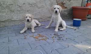 Labrador Retriever