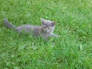 Vind puiut british shorthair
