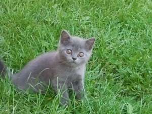 Vind puiut british shorthair