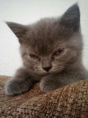 Vind puiut british shorthair