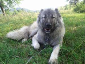 Caucazian cu pedigree pentru monta