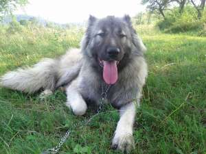 Caucazian cu pedigree pentru monta