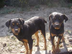 vand rottweiler-fata si baiat