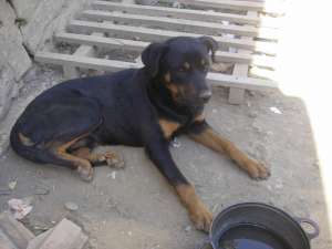vand rottweiler-fata si baiat