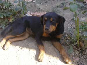 vand rottweiler-fata si baiat