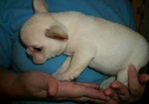 catelul bulldog francez acum