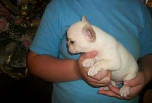 catelul bulldog francez acum