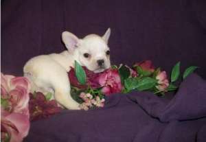 catelul bulldog francez acum