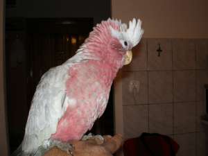 Vand doi pui de Cockatoo Galah (Cockatoo Roz)