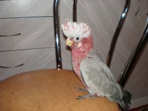 Vand doi pui de Cockatoo Galah (Cockatoo Roz)