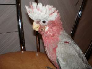 Vand doi pui de Cockatoo Galah (Cockatoo Roz)