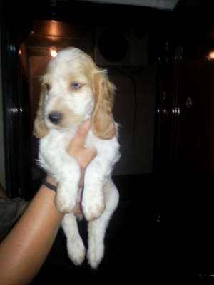 vand cocker spaniel