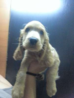 vand cocker spaniel