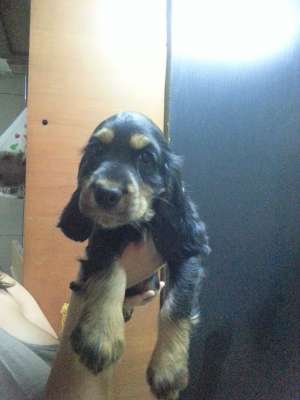 vand cocker spaniel