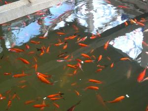 vand en-gross pesti pentru petshop