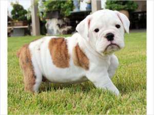 Super drăguț English Bulldog pui