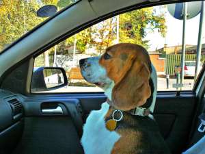 Beagle mascul pentru monta
