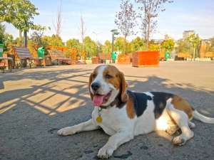 Beagle mascul pentru monta