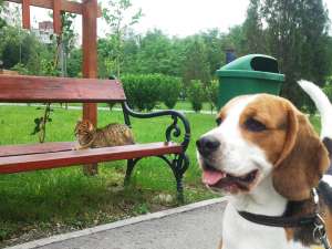 Beagle mascul pentru monta