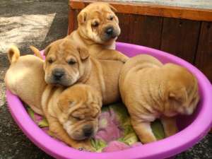 pui shar-pei marro