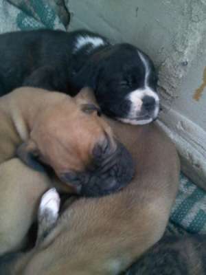 VAND BOXER GERMAN
