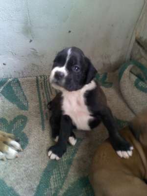 VAND BOXER GERMAN