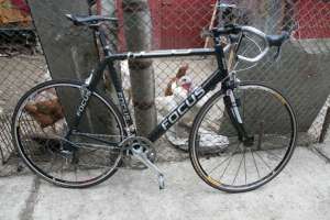 Focus Cayo Discaver Freedom