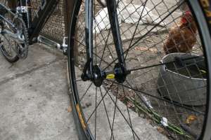 Focus Cayo Discaver Freedom