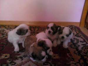 shi tzu pui de vanzare