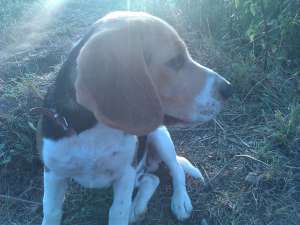 pierdut caine beagle, tricolor,  nume ALFI sept 2012 zona Intorsura Buzaului ,  jud Covasna, oFERIM 