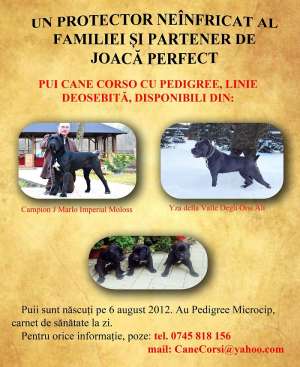 Pui Cane Corso Pedigree,  Linie Deosebita